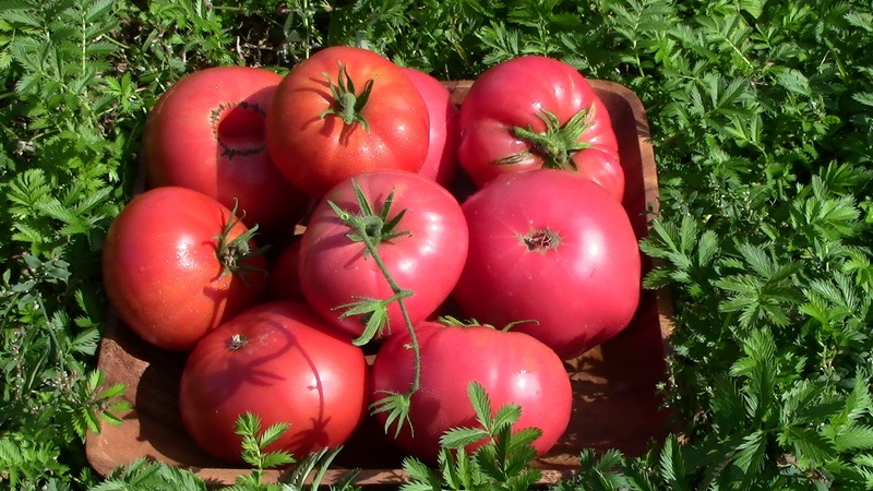 In welchem ​​Boden liefert die Rosmarintomate den höchsten Ertrag und was beeinflusst sie sonst noch?