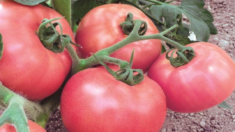 Wie man eine duftende und köstliche Tomate züchtet Pink einzigartig: ein Leitfaden für Anfänger und erfahrene Gärtner