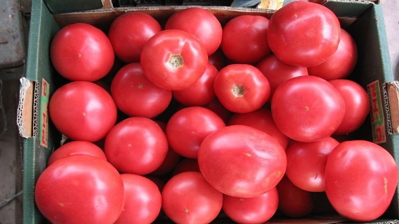 Wie man eine duftende und köstliche Tomate züchtet Pink einzigartig: ein Leitfaden für Anfänger und erfahrene Gärtner