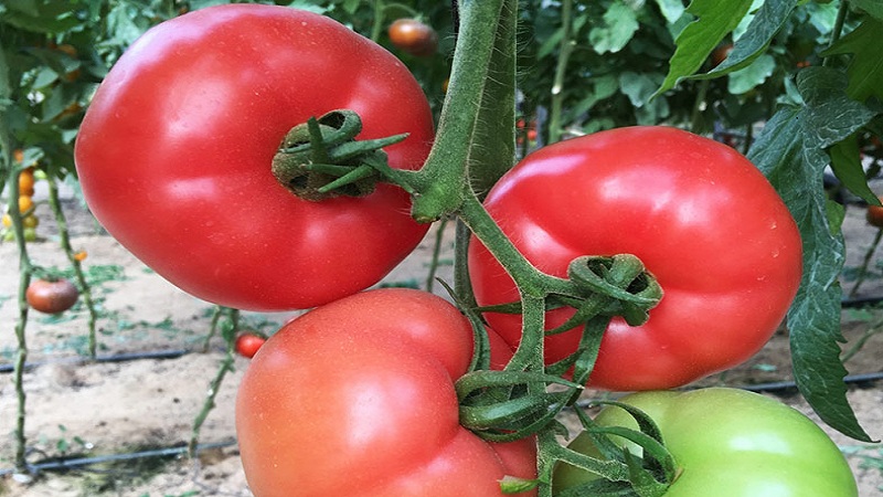 Wie man eine duftende und köstliche Tomate züchtet Pink einzigartig: ein Leitfaden für Anfänger und erfahrene Gärtner