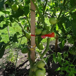 Tomatensorte mit selbsterklärendem Namen - Tomate Neid aus der Nachbarschaft f1: Was ist gut und wie kann man es richtig anbauen?