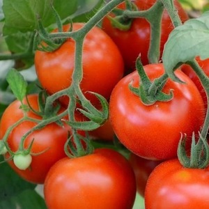 Eine Vielzahl von Tomaten mit einem aussagekräftigen Namen - Tomate Neid aus der Nachbarschaft f1: Was ist gut und wie man es richtig anbaut