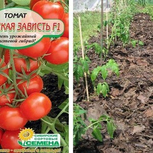 Tomatensorte mit selbsterklärendem Namen - Tomate Neid aus der Nachbarschaft f1: Was ist gut und wie kann man es richtig anbauen?