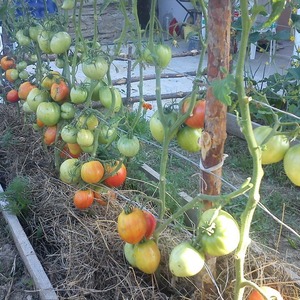 Tomatensorte mit selbsterklärendem Namen - Tomate Neid aus der Nachbarschaft f1: Was ist gut und wie kann man es richtig anbauen?