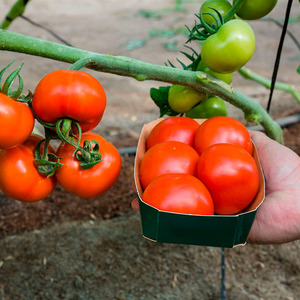 Tomatensorte mit selbsterklärendem Namen - Tomate Neid aus der Nachbarschaft f1: Was ist gut und wie kann man es richtig anbauen?