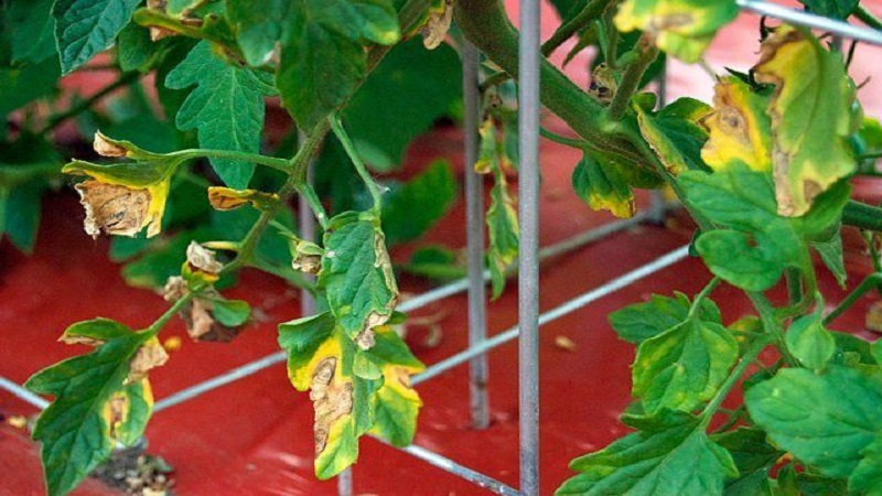 Warum erscheinen gelbe Flecken auf Tomatenblättern in einem Gewächshaus und wie können Sie Ihre Tomatenernte retten?