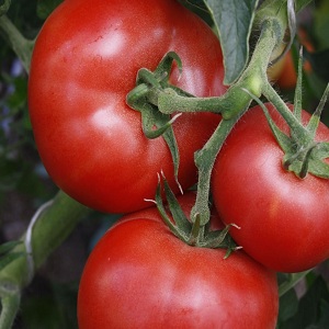 Wunderbare Tomaten für Gewächshäuser und Gewächshäuser: Tomatenpuppe Mascha