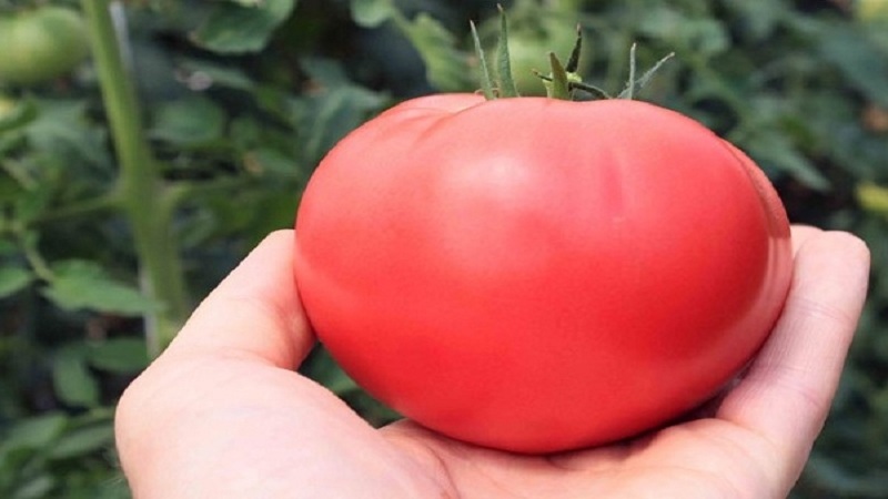 Wunderbare Tomaten für Gewächshäuser und Gewächshäuser: Tomatenpuppe Mascha