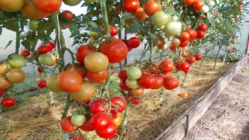 Ein Hybrid, der von einheimischen Züchtern kreiert wurde und eine wunderschöne Ernte liefert - der Tomaten-Eupator