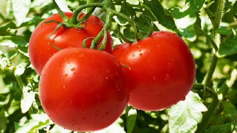 Ein Hybrid, der von einheimischen Züchtern kreiert wurde und eine wunderschöne Ernte liefert - der Tomaten-Eupator