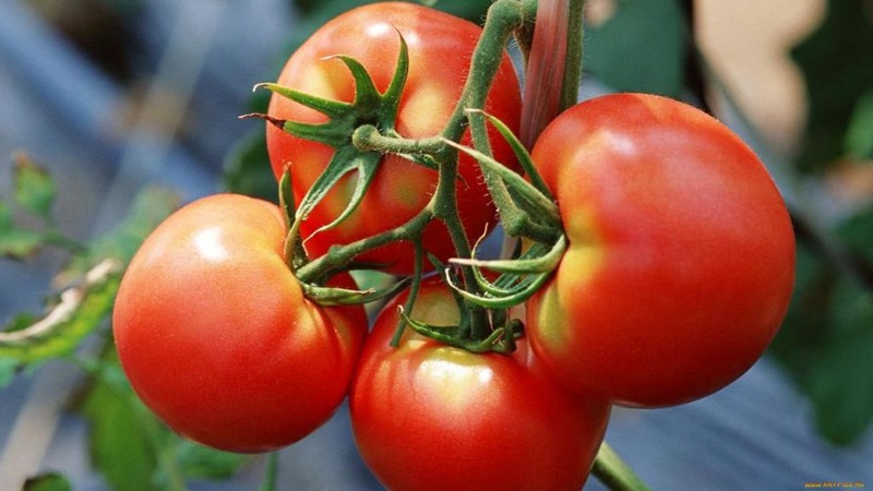 Eine wunderbare Hybride für den Anbau auf freiem Feld - wir pflanzen einen Tomatenjongleur f1