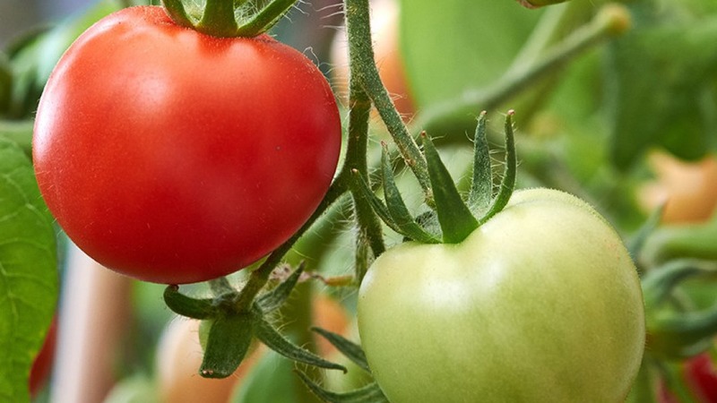 Eine wunderbare Hybride für den Anbau auf freiem Feld - wir pflanzen einen Tomatenjongleur f1