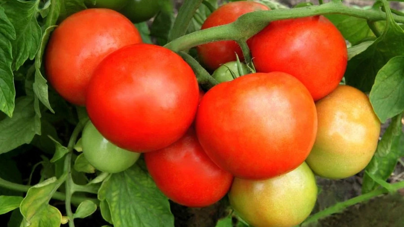 Eine wunderbare Hybride für den Anbau auf freiem Feld - wir pflanzen einen Tomatenjongleur f1