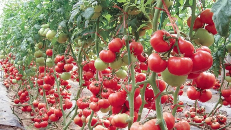 Eine wunderbare Hybride für den Anbau auf freiem Feld - wir pflanzen einen Tomaten-Jongleur f1