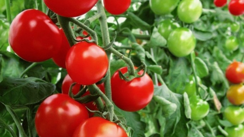 Eine wunderbare Hybride für den Anbau auf freiem Feld - wir pflanzen einen Tomatenjongleur f1