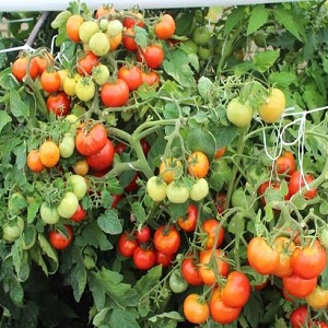 Wenn Sie eine reiche Ernte an süßen Tomaten mit einem reichen Geschmack erhalten möchten, pflanzen Sie eine Tomate Irina auf die Baustelle