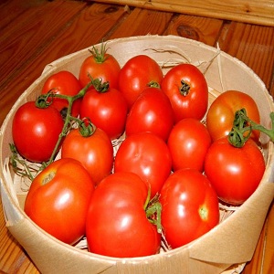 Wenn Sie eine reiche Ernte an süßen Tomaten mit einem reichen Geschmack erhalten möchten, pflanzen Sie eine Tomate Irina auf die Baustelle