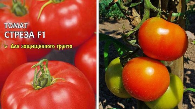 Hochertragreiche, schmackhafte und pflegeleichte Stresa-Tomaten für den Anbau im Freien oder im Gewächshaus