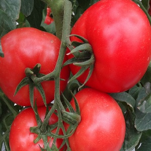 Eine großfruchtige Sorte mit einem angenehmen Geschmack - Akulina-Tomate und eine Schritt-für-Schritt-Anleitung zum Anbau