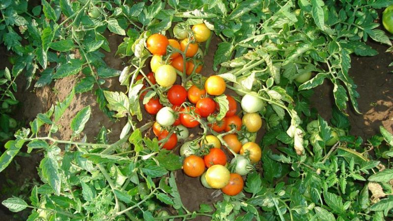 Rückblick auf die Tomatensorte Moskvichka: Vor- und Nachteile sowie wie man eine gute Ernte erzielt