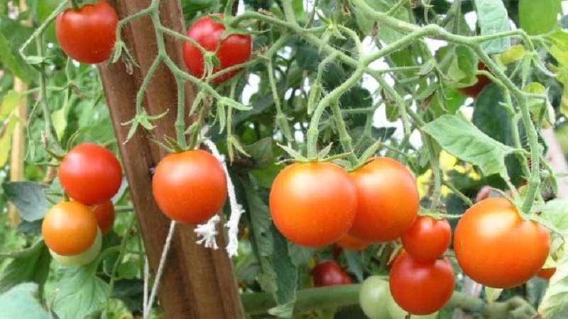 Veteran der heimischen Selektion - frühreifende sibirische Tomate, erprobt und von Gärtnern geliebt