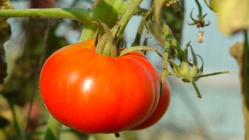 Veteran der heimischen Selektion - früh reifende sibirische Tomate, erprobt und von Gärtnern geliebt