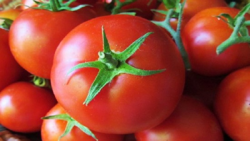 Veteran der heimischen Selektion - früh reifende sibirische Tomate, erprobt und von Gärtnern geliebt