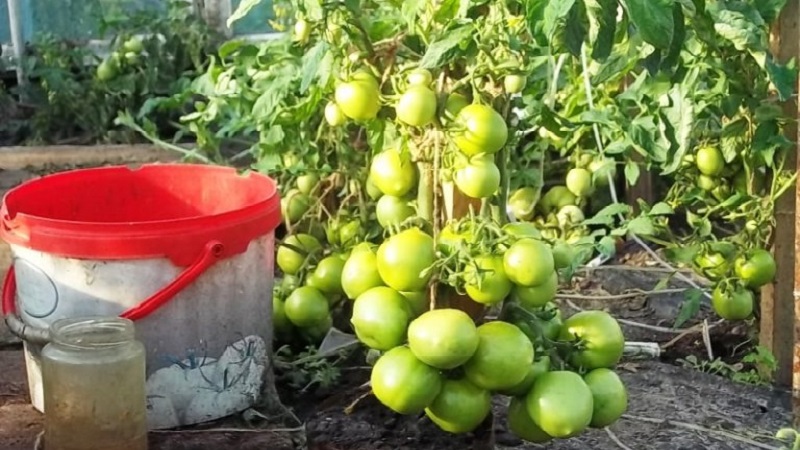 Veteran der heimischen Selektion - früh reifende sibirische Tomate, erprobt und von Gärtnern geliebt