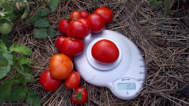 Veteran der heimischen Selektion - frühreifende sibirische Tomate, erprobt und von Gärtnern geliebt