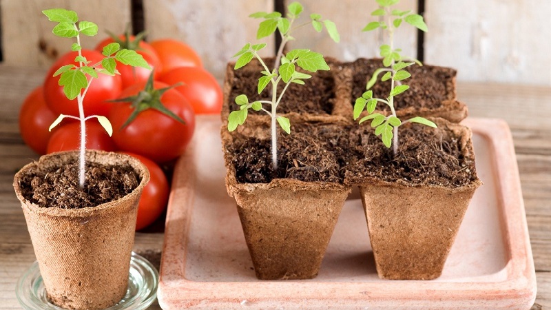 Veteran der heimischen Selektion - früh reifende sibirische Tomate, erprobt und von Gärtnern geliebt