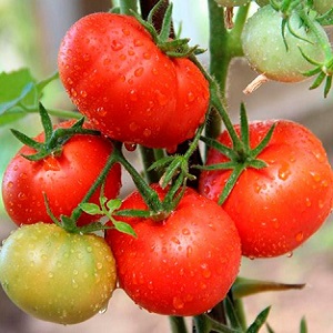 Veteran der heimischen Selektion - früh reifende sibirische Tomate, erprobt und von Gärtnern geliebt