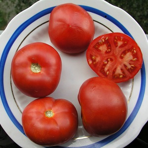 Veteran der heimischen Selektion - früh reifende sibirische Tomate, erprobt und von Gärtnern geliebt