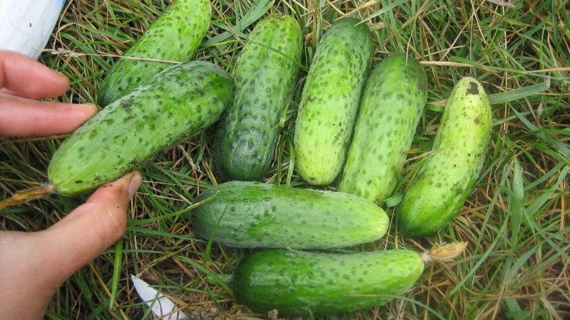 Frühreife Gurken Pariser Essiggurke für die köstlichsten Winterzubereitungen