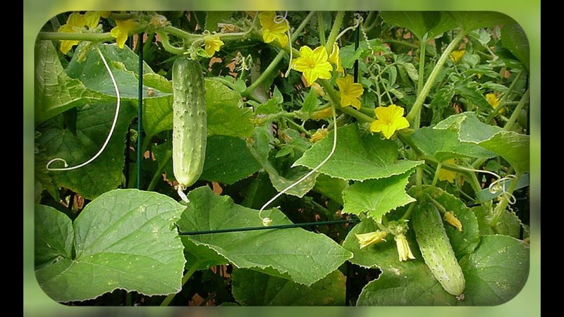 Dirigent Hybrid Gurke von niederländischen Züchtern