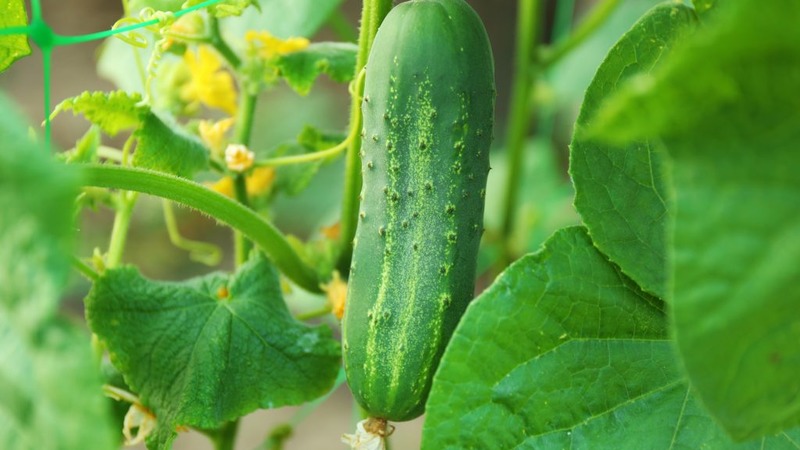 Dirigent Hybrid Gurke von niederländischen Züchtern