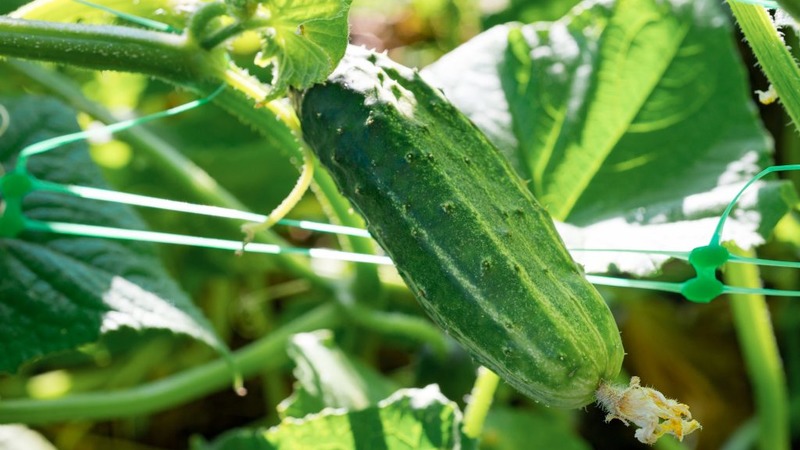 Dirigent Hybrid Gurke von niederländischen Züchtern