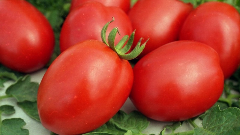 Überprüfung der besten Sorten von hohen Tomaten für offenes Gelände: Hilfe bei der Auswahl und Bewertung der Sommerbewohner