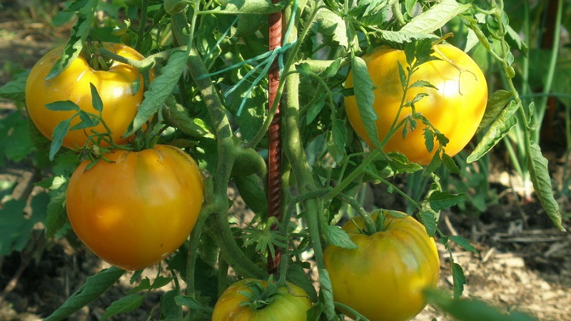 Überprüfung der besten Sorten von hohen Tomaten für offenes Gelände: Hilfe bei der Auswahl und Bewertung der Sommerbewohner