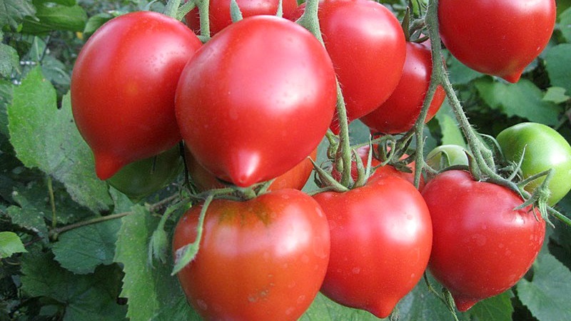 Überprüfung der besten Sorten von hohen Tomaten für offenes Gelände: Hilfe bei der Auswahl und Bewertung der Sommerbewohner