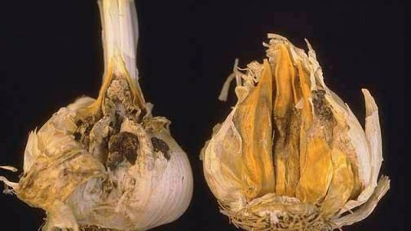 Wie und was Knoblauch vor dem Pflanzen für den Winter zu verarbeiten ist: Regeln für die Zubereitung von Pflanzenmaterial und nützliche Tipps