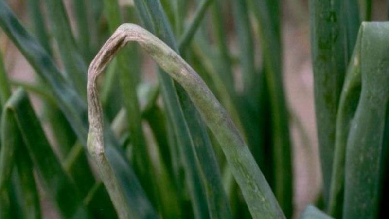 Wie und was Knoblauch vor dem Pflanzen für den Winter zu verarbeiten ist: Regeln für die Zubereitung von Pflanzenmaterial und nützliche Tipps