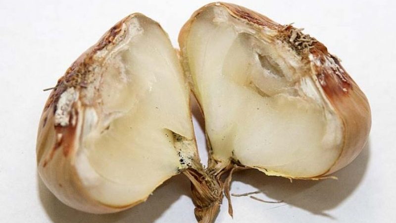 Wie und was Knoblauch vor dem Pflanzen für den Winter zu verarbeiten ist: Regeln für die Zubereitung von Pflanzenmaterial und nützliche Tipps