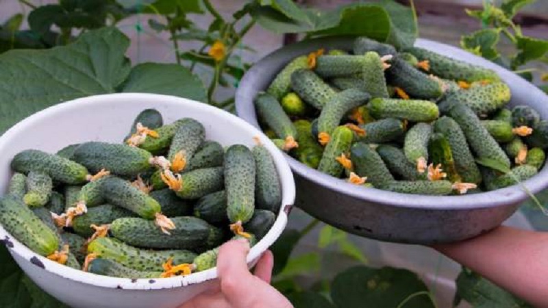 Früh reifende und selbstbestäubende Gurke Shchedryk für den frischen Verzehr und Vorbereitungen für den Winter