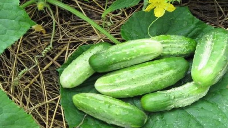 Gurkensorte in der Zwischensaison Wettbewerber mit guten Erträgen und einfachen Wachstumsbedingungen