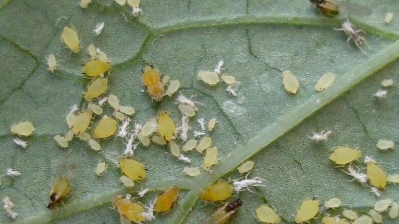 Wie man Spinnmilben auf Gurken in einem Gewächshaus loswird: bewährte Methoden zur Bekämpfung und Vorbeugung