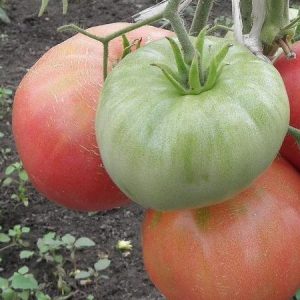 Großfruchtige Sorte mit einem delikaten Geschmack für die Ernährung - Tomaten-Zarenglocke