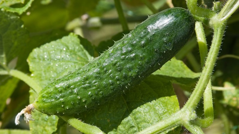 Eine universelle Gurkensorte Ein echter Oberst, der von vielen Sommerbewohnern geliebt wird