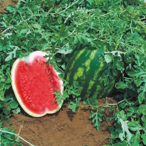 Frühreife Hybrid-Wassermelone Top Gun von niederländischen Züchtern