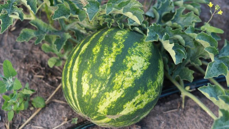 Frühreife Hybrid-Wassermelone Top Gun von niederländischen Züchtern