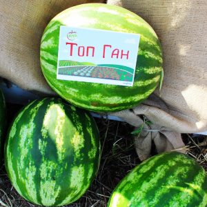 Frühreife Hybrid-Wassermelone Top Gun von niederländischen Züchtern